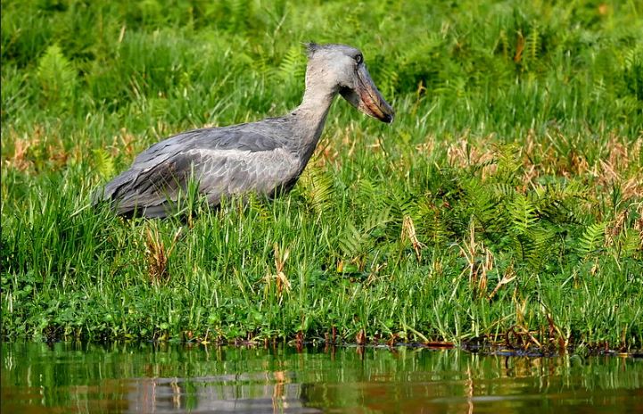 Mpigi Swamp Shoebill