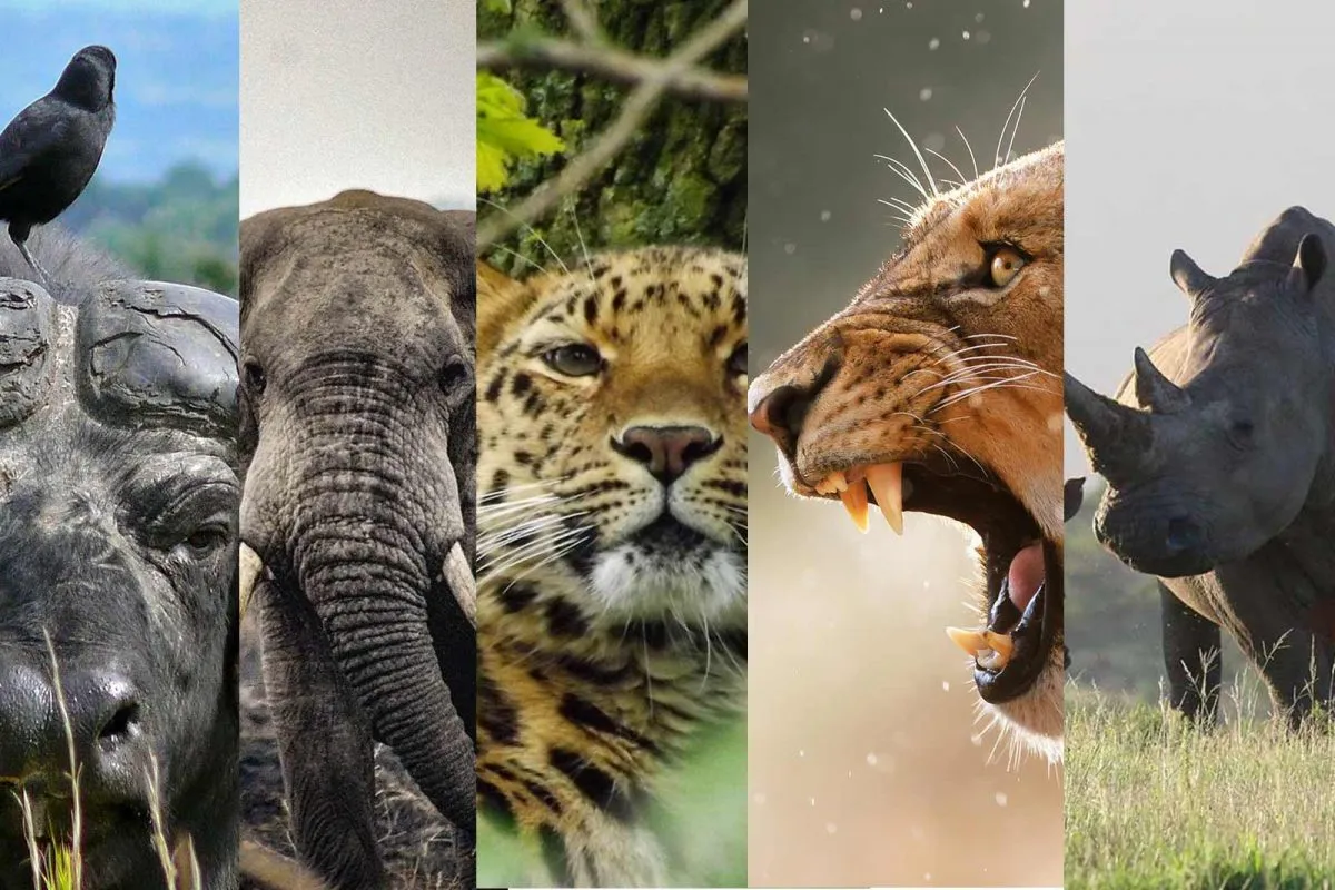 7 Days Amazing Gorillas, Primates and Wildlife adventure