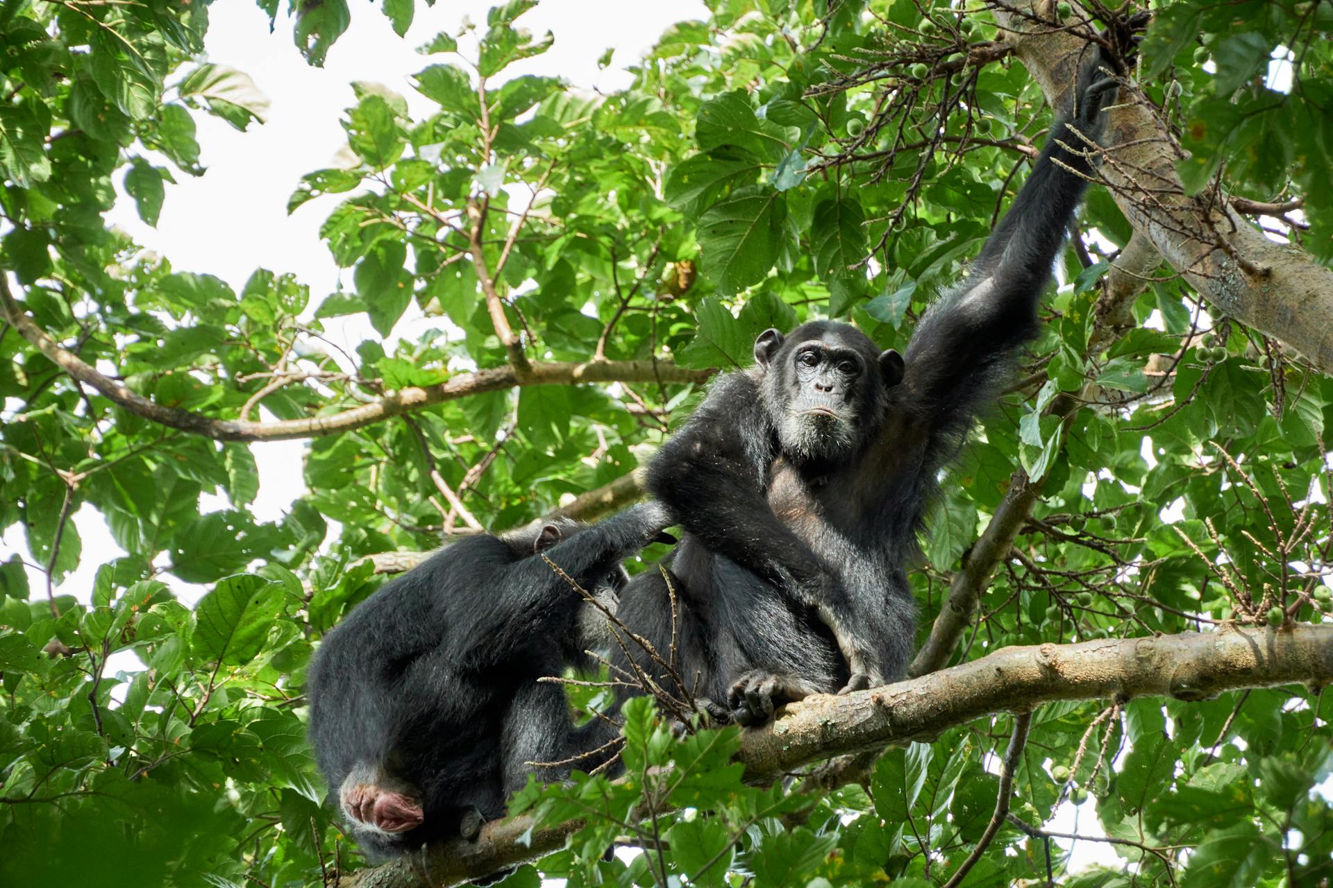 5 DAYS UGANDA GORILLAS & PRIMATES CLASSIC SAFARI