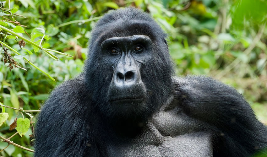 4 DAYS UGANDA GORILLA OF BWINDI IMPENETRABLE FOREST SAFARI